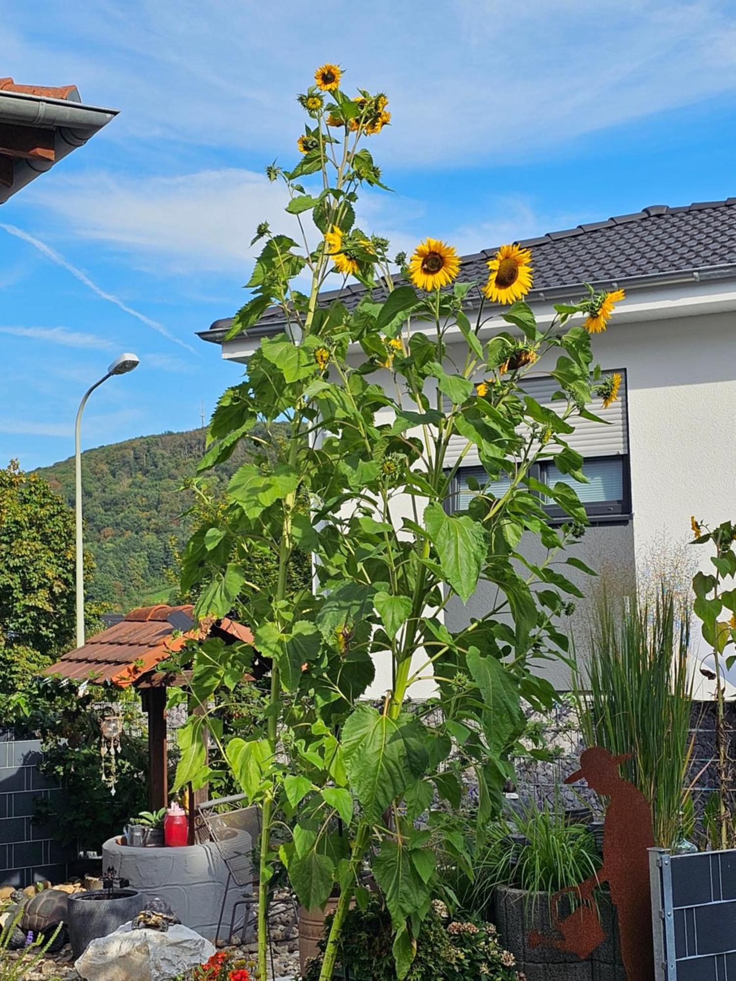 Ferienwohnung Otschik Glan-Munchweiler Kültér fotó